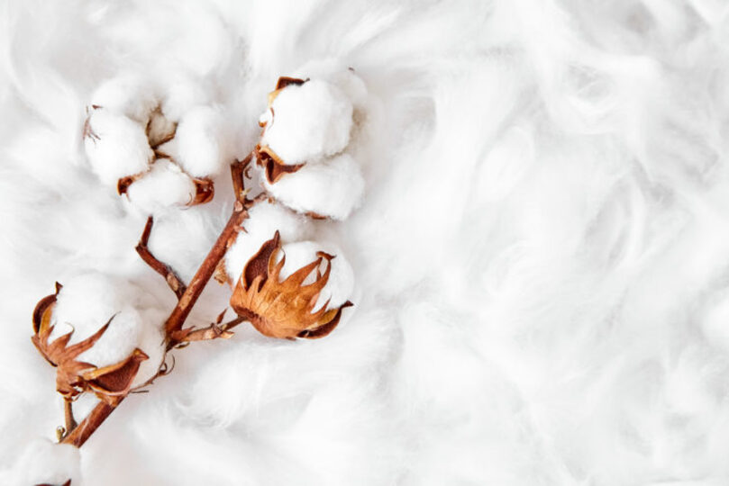 A cotton flower laying on a background of cotton