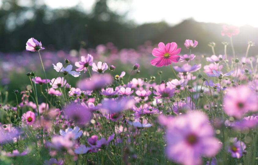 A field of beautiful purple and pink flowers