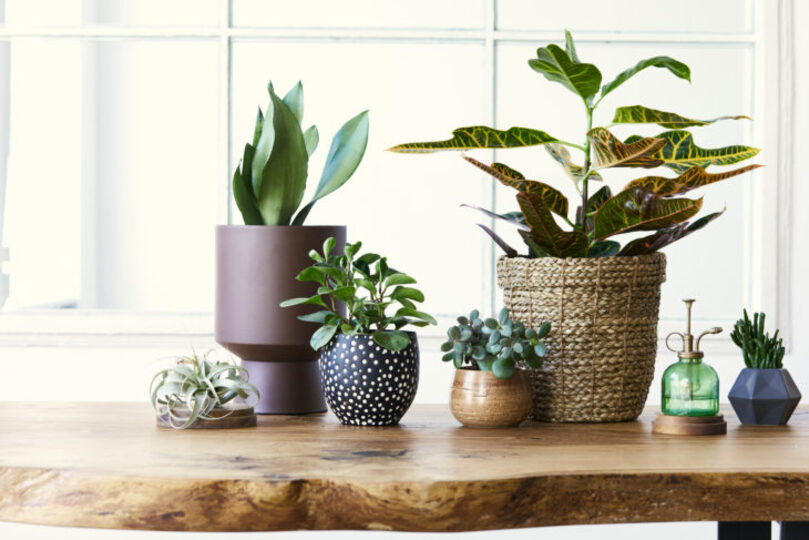 Plants in pots sitting on wooden table
