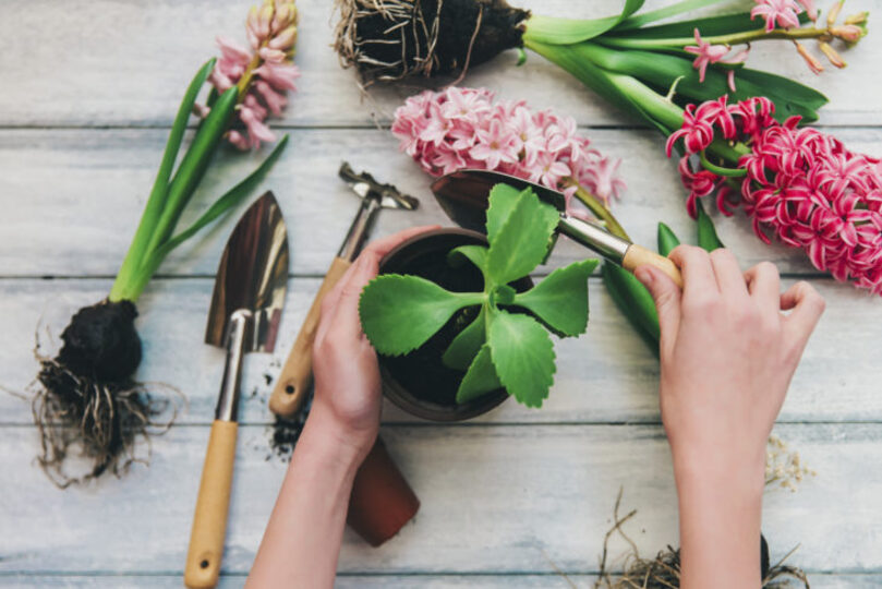 Woman's Hands Planting Pink Spring Flowers