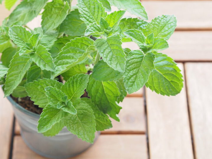 Mint plant in pot