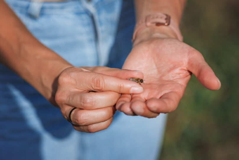 A person holding a bee in their hands