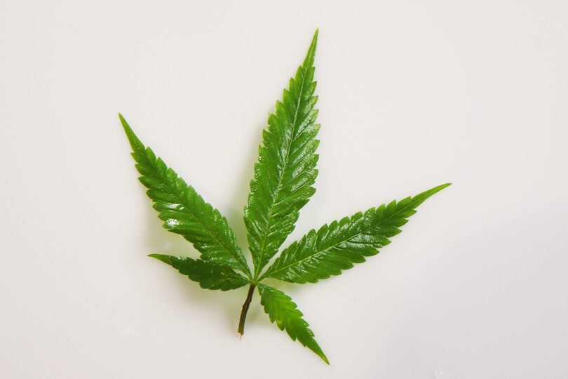 The Science of Memory: How Cannabis Use Can Impact Your Ability to Remember