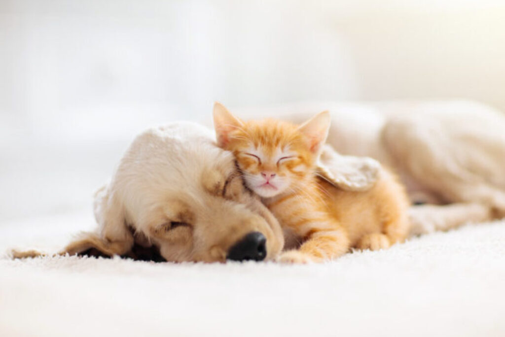A Golden Retriever puppy and a ginger cat taking a nap together