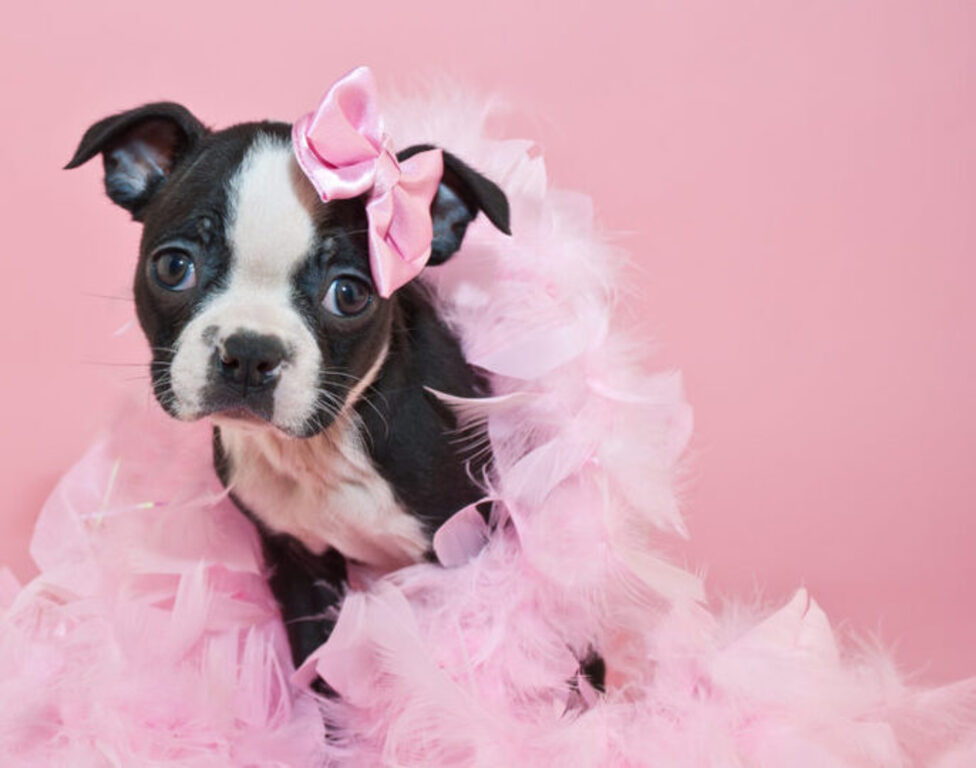 A Boston Terrier puppy wearing a pink feather boa and a pink bow on the head